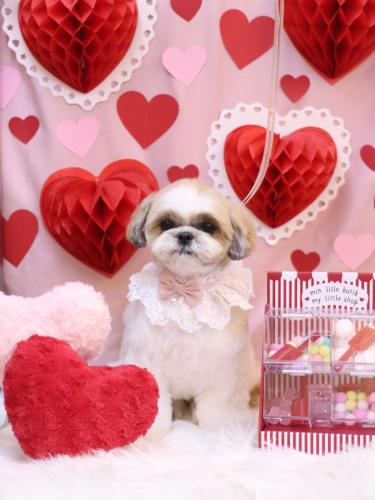 202403214あずきちゃん